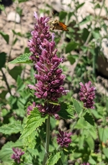 Agastache pallidiflora