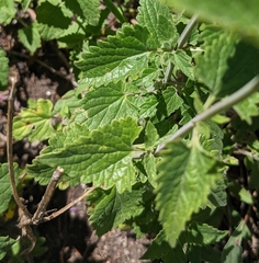 Agastache pallidiflora