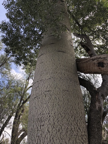 Brachychiton rupestris