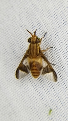 Chrysops flavidus