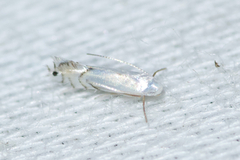 Phyllonorycter clemensella