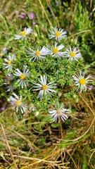 Symphyotrichum hallii