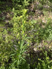 Lilium pardalinum vollmeri