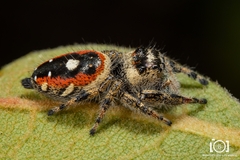 Phidippus workmani