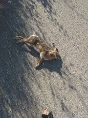 Lepus granatensis