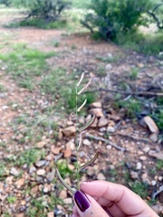 Bouteloua barbata rothrockii