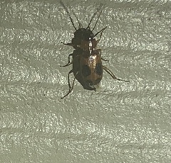 Badister neopulchellus