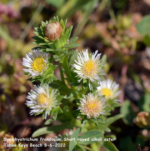 Symphyotrichum frondosum