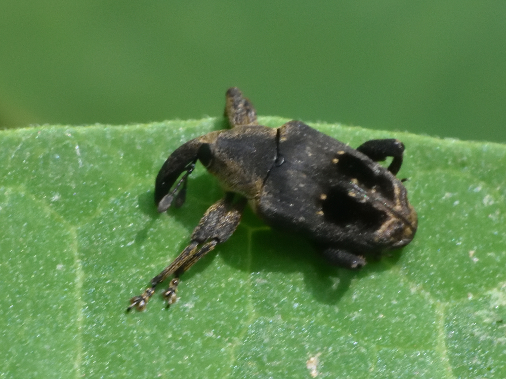 Embates