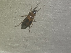 Badister neopulchellus