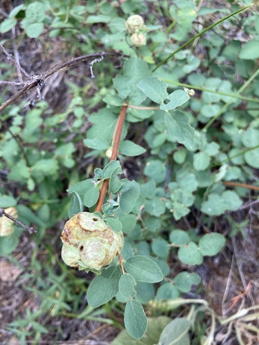 iNaturalist observation photo of Gall Wasps and Allies