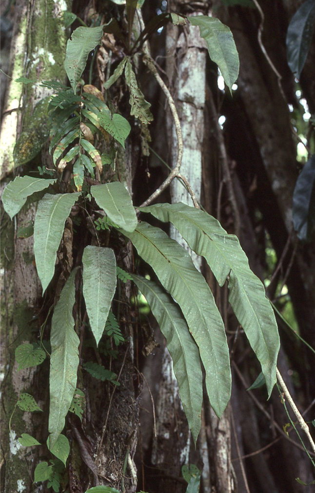 Pyrrosia princeps