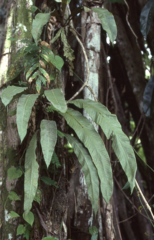Pyrrosia princeps