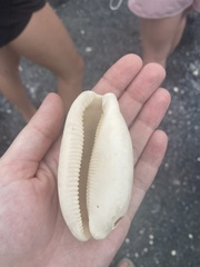 Macrocypraea cervinetta