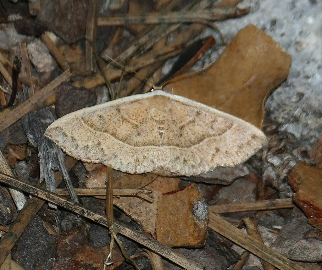 Oruza albocostata