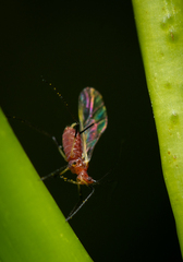 Macrosiphum gaurae