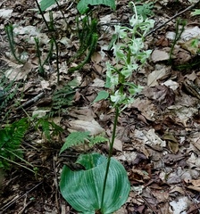 Platanthera macrophylla