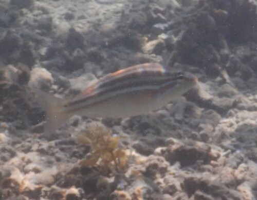 Maori seaperch (Scaevius milii) — Nemipteridae — 4
