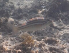 Scaevius milii