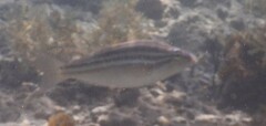 Scaevius milii