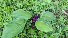 Curcuma