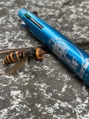 Vespa analis insularis