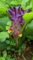 Curcuma