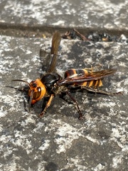 Vespa analis insularis