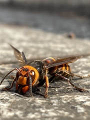 Vespa analis insularis
