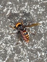 Vespa analis insularis