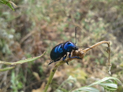 Chrysochus chinensis