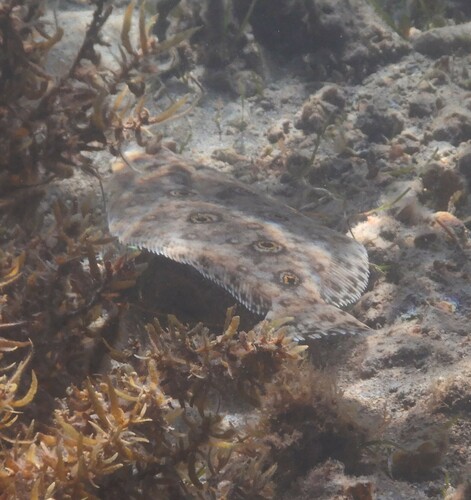 Fiveeye flounder (Pseudorhombus quinquocellatus) — Paralichthyidae