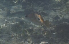 Lutjanus fulviflamma