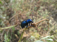 Chrysochus chinensis