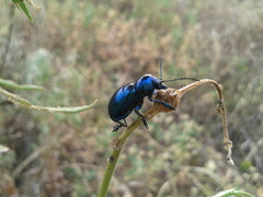 Chrysochus chinensis