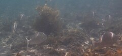 Acanthopagrus morrisonae