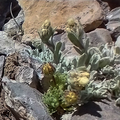 Oreocarya sobolifera