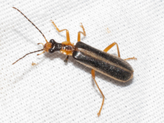 Podabrus brunnicollis