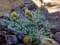Oreocarya sobolifera