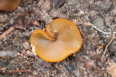 Aleurina