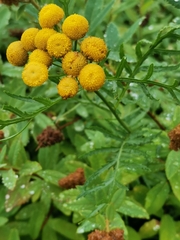 Tanacetum vulgare