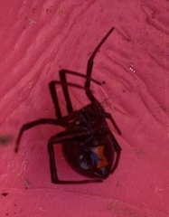 Latrodectus hesperus
