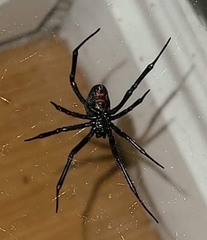 Latrodectus hesperus