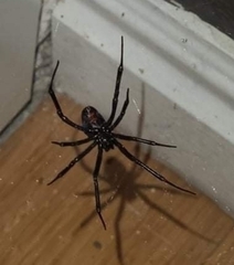 Latrodectus hesperus