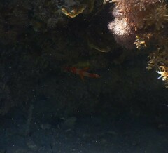 Chelmon rostratus