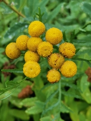 Tanacetum vulgare