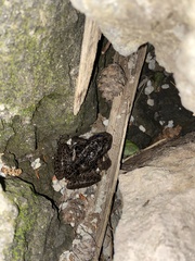Rana cascadae