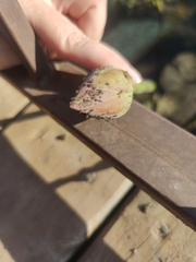Nelumbo nucifera