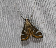 Strepsinoma croesusalis
