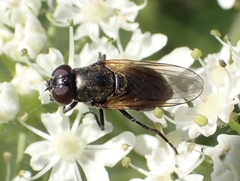 Cheilosia impressa